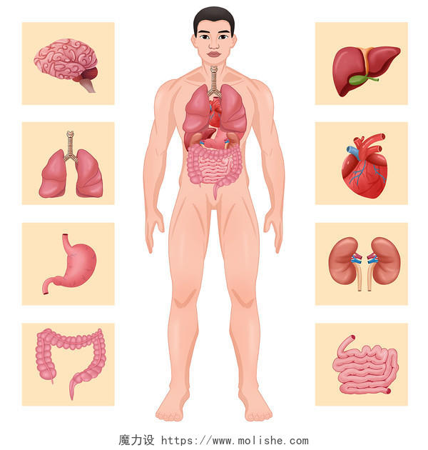 卡通彩色手绘人体器官分布图男性PNG元素素材人体元素